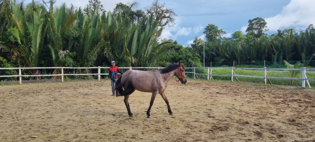 SEDEC Equine lunging