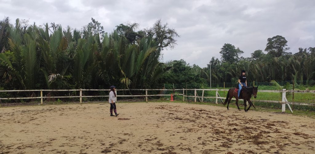 SEDEC Equine arena coaching