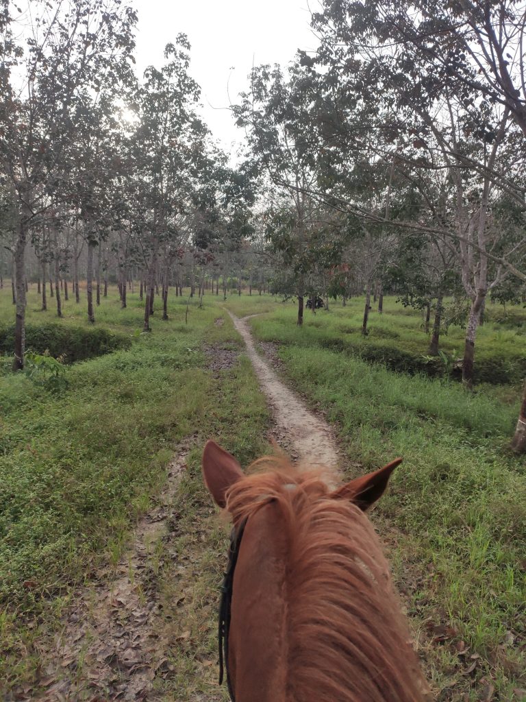 Kok Mak Stable - rubber estate