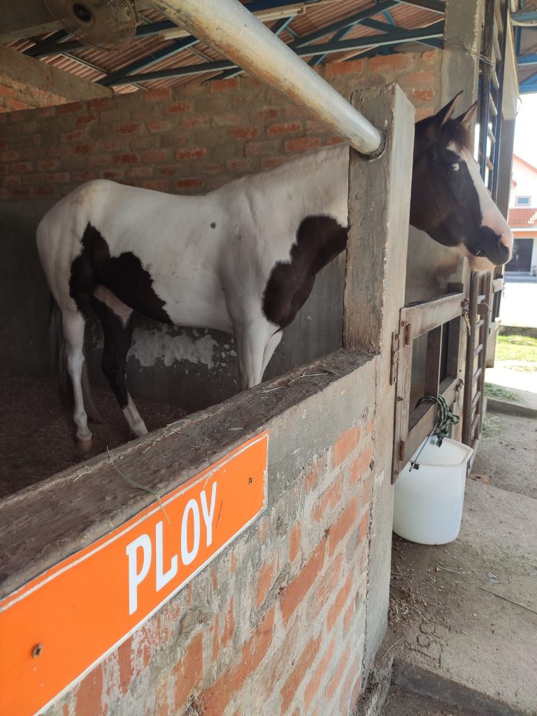 Kok Mak Stable - Ploy