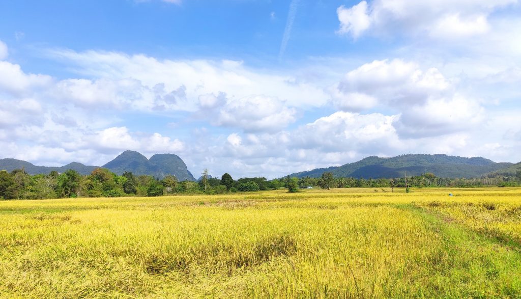 Kok Mak Stable - paddy field