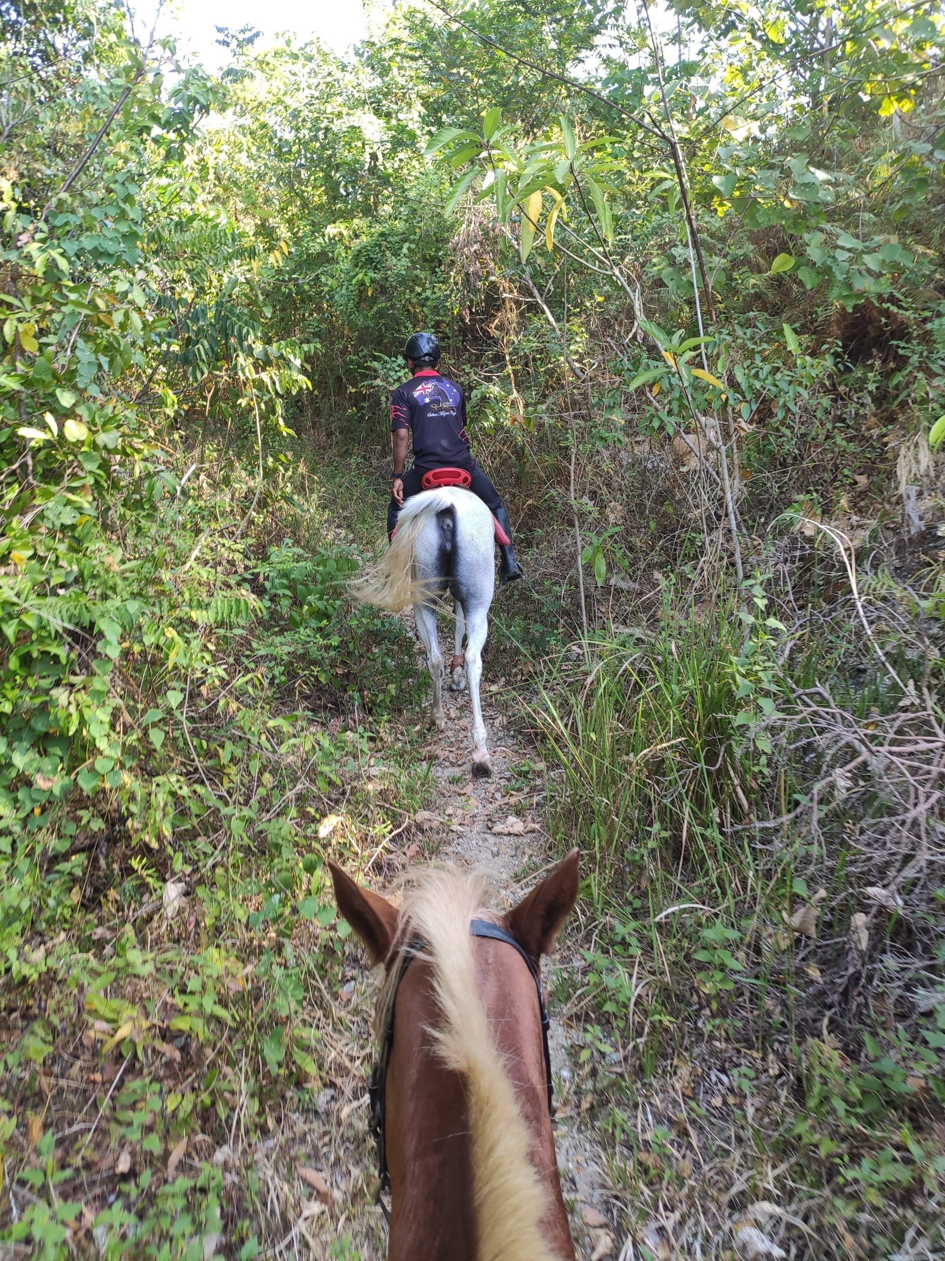 Perdana Stables - Langkawi Horses - jungle trail