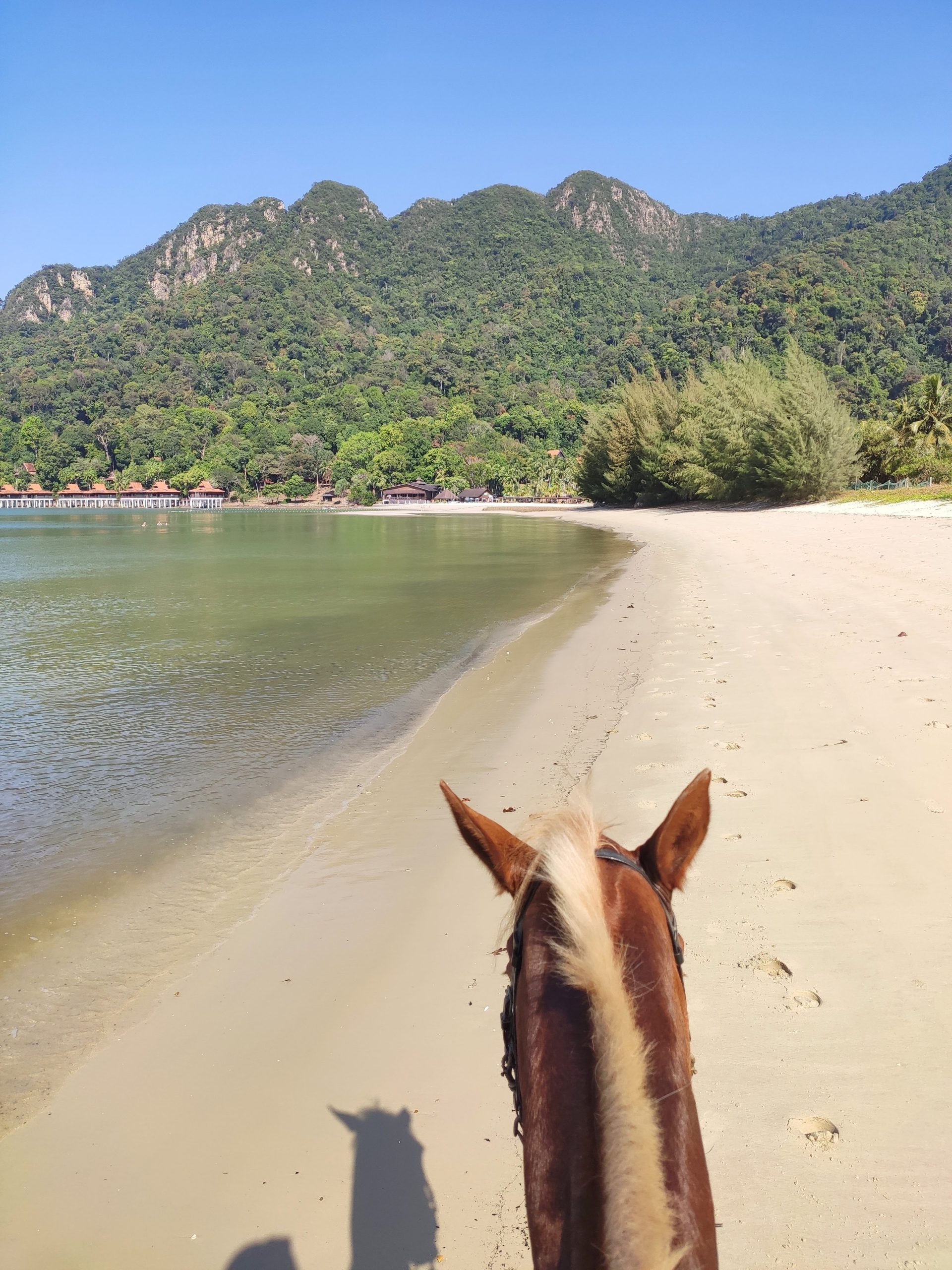 Perdana Stables - Langkawi Horses - cantering on beach
