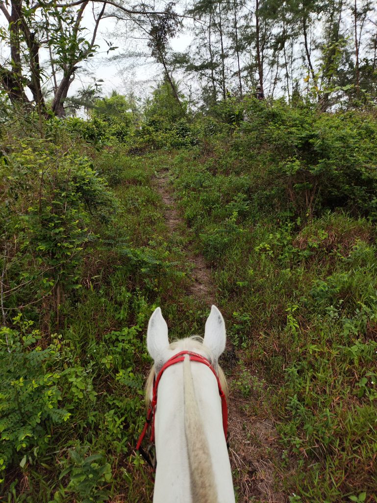 Penn Endurance & Equestrian Club - trail ride