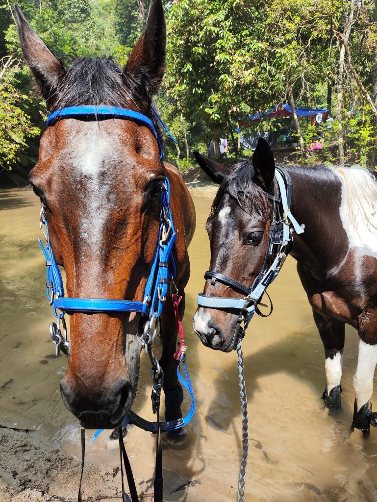 Batangsi Trail Saville Equestrian Park - Sheldon and Shubah