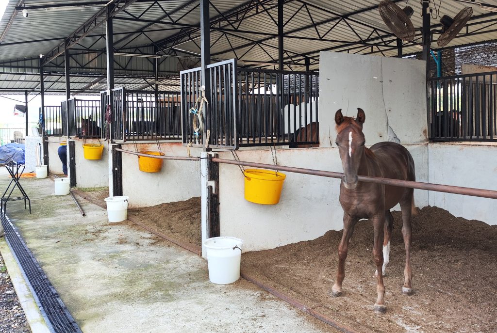 TNT Arabian Stable - stables