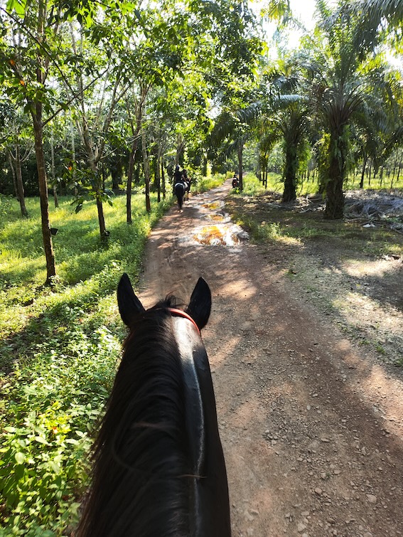 Durian Farm Trail Ride - horse back view