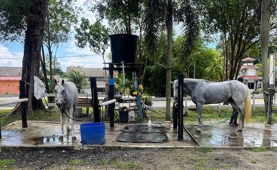Johor Horse Carriage washing bay