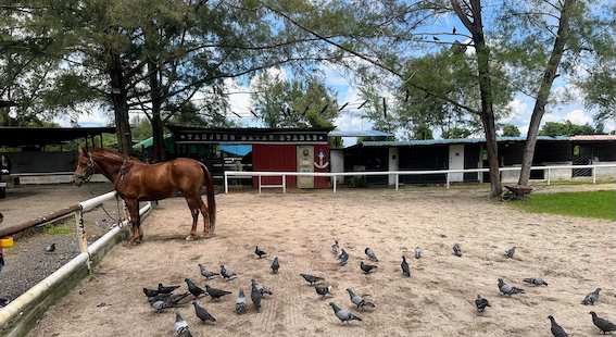 Johor Horse Carriage arena 1