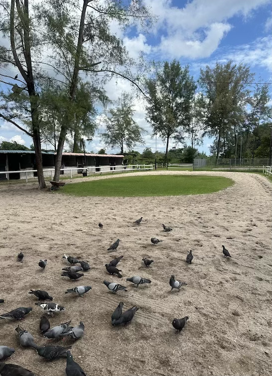 Johor Horse Carriage arena 2